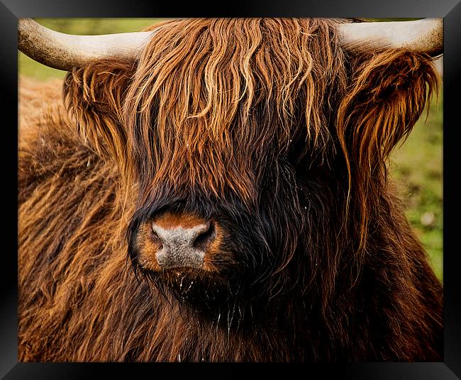 West Highland Cattle Framed Print by Ian Lewis