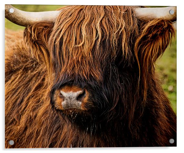 West Highland Cattle Acrylic by Ian Lewis