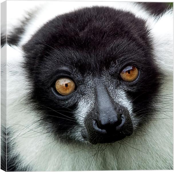 Black and White Ruffed Lemur Canvas Print by Ian Lewis