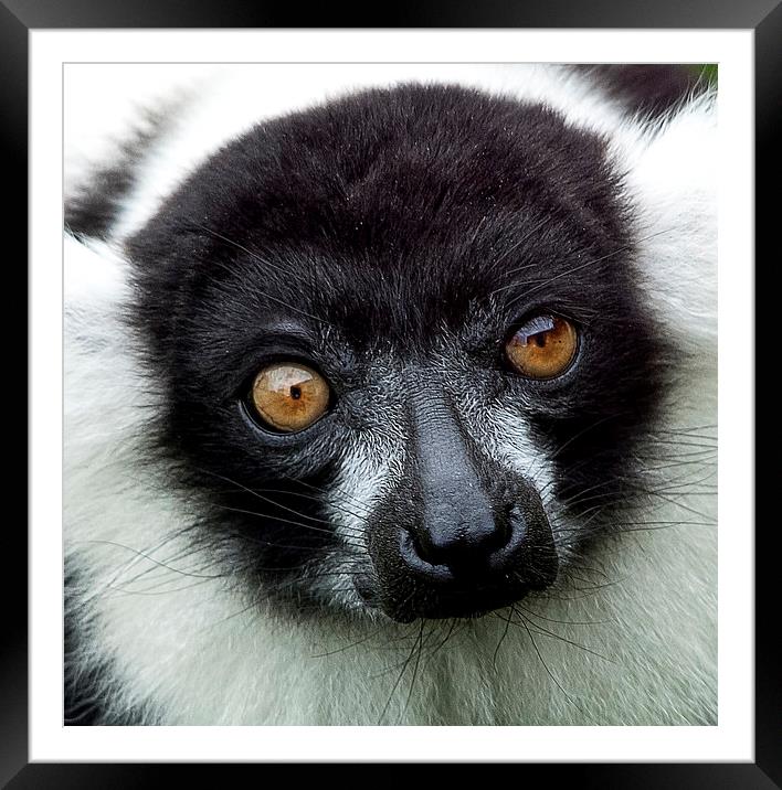 Black and White Ruffed Lemur Framed Mounted Print by Ian Lewis