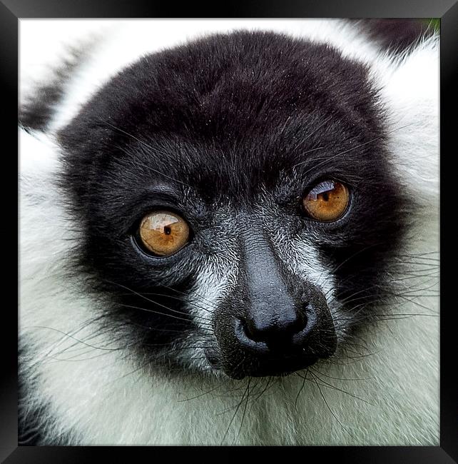 Black and White Ruffed Lemur Framed Print by Ian Lewis