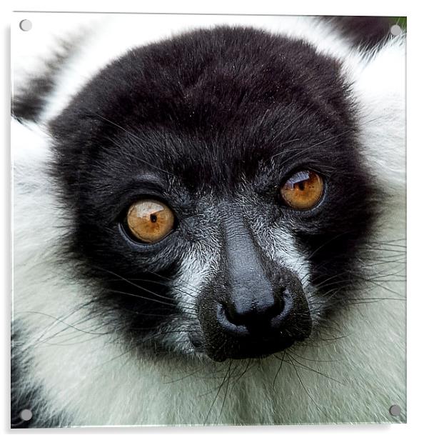 Black and White Ruffed Lemur Acrylic by Ian Lewis