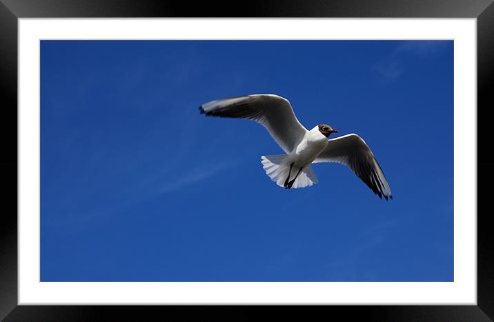 seagull in flight Framed Mounted Print by JEAN FITZHUGH