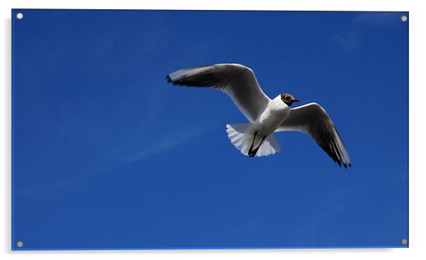 seagull in flight Acrylic by JEAN FITZHUGH
