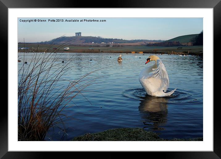 Swan Lake Sunderland Framed Mounted Print by Glenn Potts