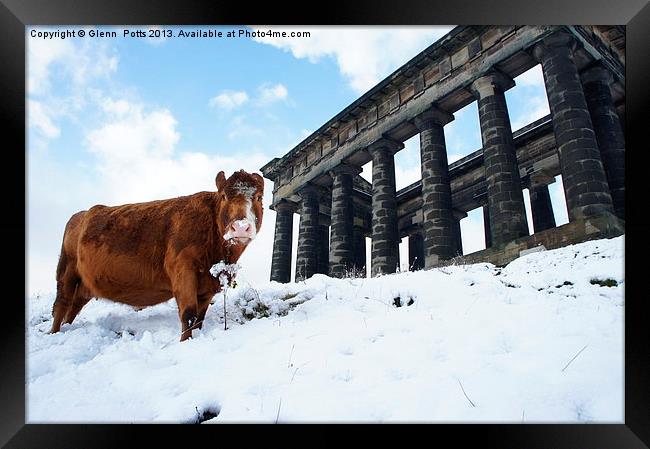 cow in the snow Framed Print by Glenn Potts