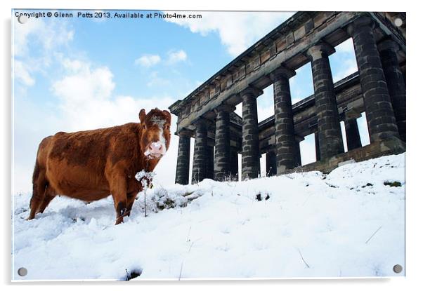 cow in the snow Acrylic by Glenn Potts