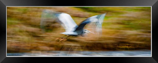 Heroon on the move Framed Print by Peter Lennon