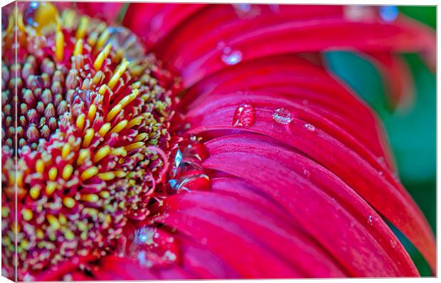 Gerbera in close Canvas Print by Peter Lennon