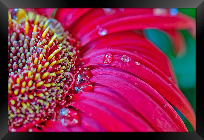 Gerbera in close Framed Print by Peter Lennon