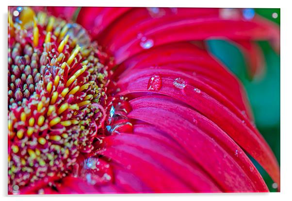 Gerbera in close Acrylic by Peter Lennon