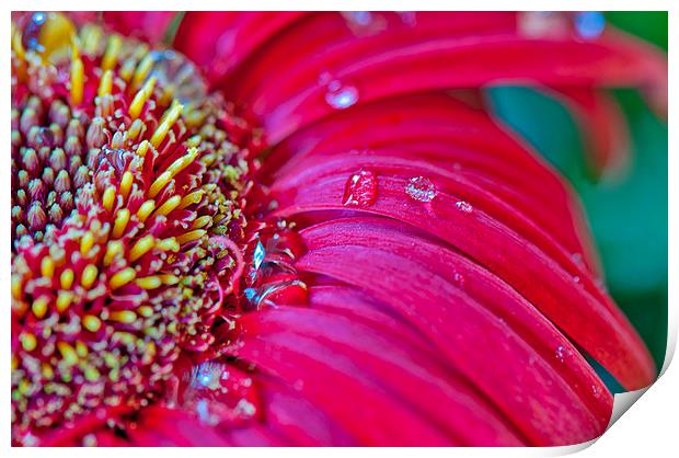 Gerbera in close Print by Peter Lennon