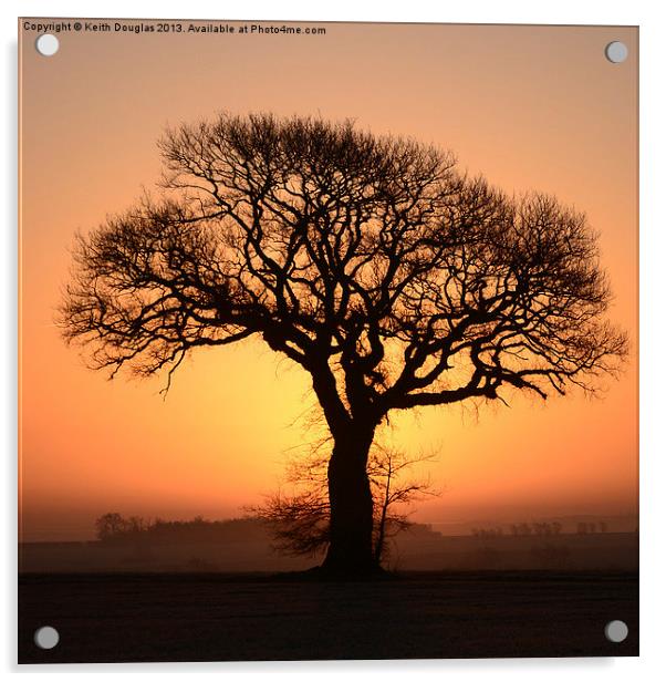 Single Tree Acrylic by Keith Douglas