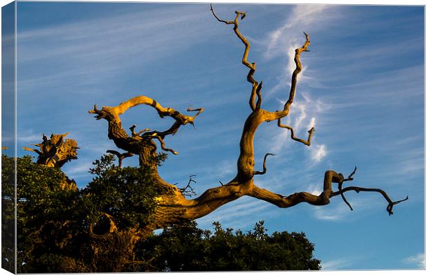 The Old Tree Canvas Print by Ian Lewis