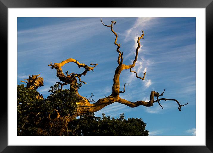 The Old Tree Framed Mounted Print by Ian Lewis