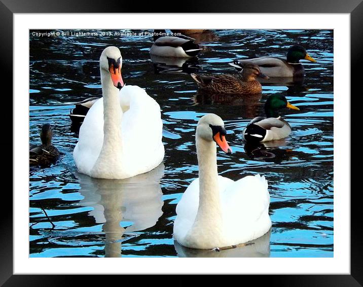 Ducks & Swans Framed Mounted Print by Bill Lighterness