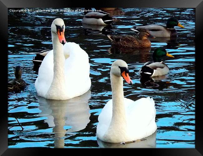 Ducks & Swans Framed Print by Bill Lighterness