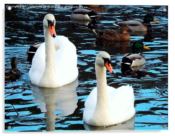 Ducks & Swans Acrylic by Bill Lighterness
