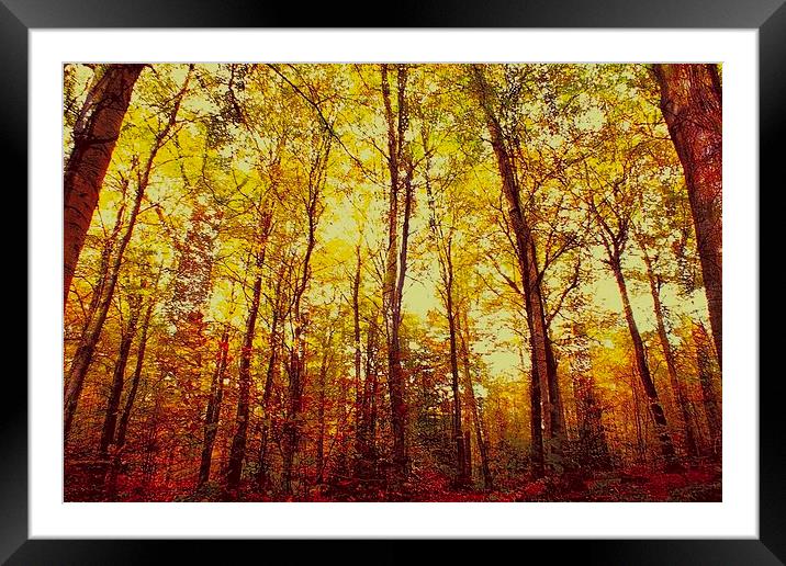 Autumn Warmth Framed Mounted Print by Adrian Bollans