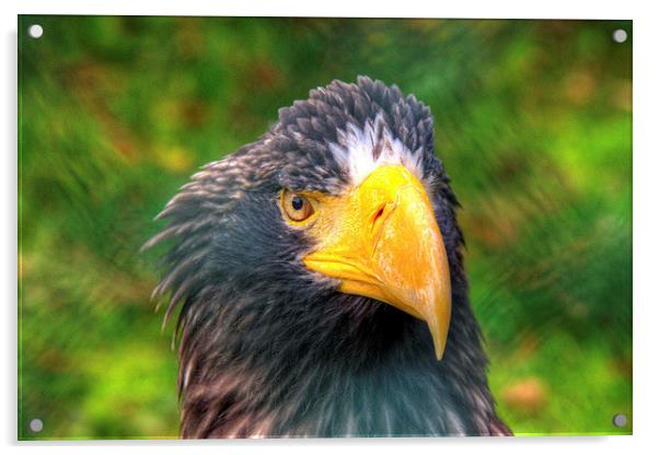 Portrait of an Eagle Acrylic by Rob Hawkins