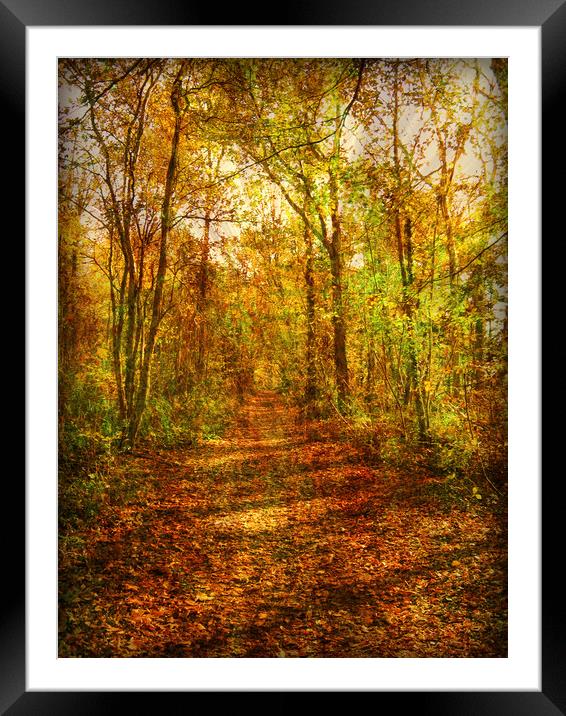 Autumn Canopy. Framed Mounted Print by Heather Goodwin