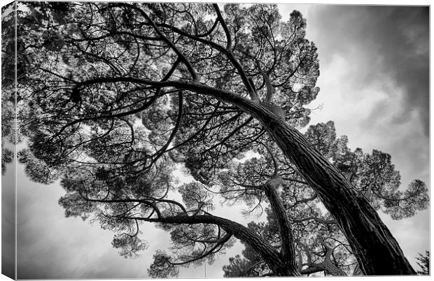 The leaning pines Canvas Print by Maggie Railton