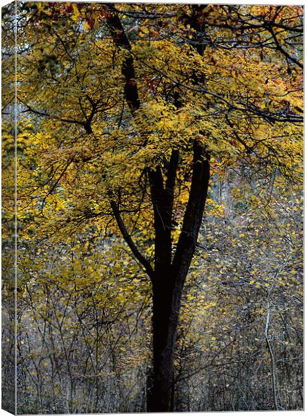 Autumn Colours Canvas Print by Simon Alesbrook