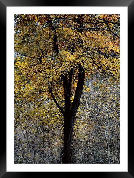 Autumn Colours Framed Mounted Print by Simon Alesbrook