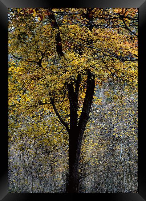 Autumn Colours Framed Print by Simon Alesbrook