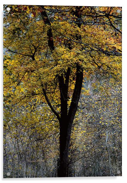 Autumn Colours Acrylic by Simon Alesbrook