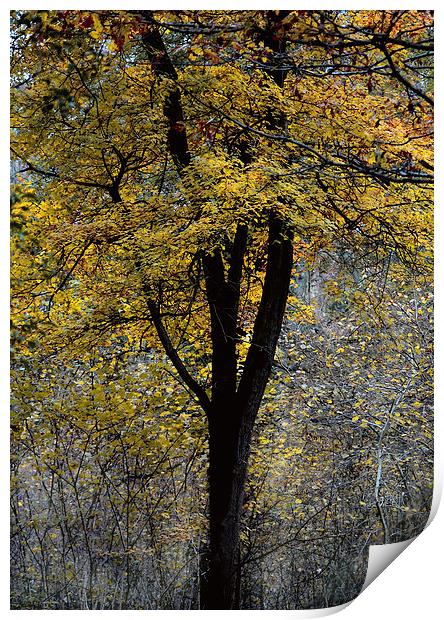 Autumn Colours Print by Simon Alesbrook