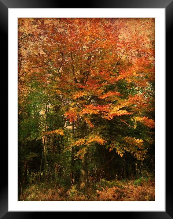 Colour Me Autumn. Framed Mounted Print by Heather Goodwin