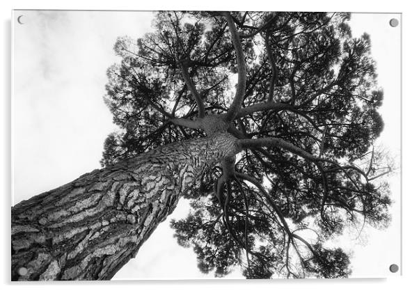 Stone Pine Acrylic by Maggie Railton