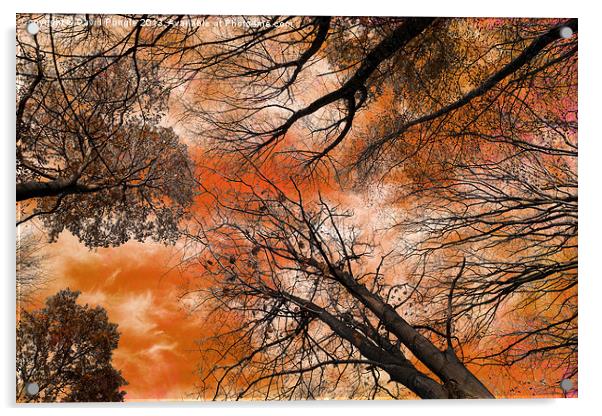 Tree Canopy Acrylic by David Pringle