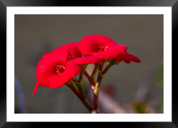 crown of thorns flowers Framed Mounted Print by Craig Lapsley