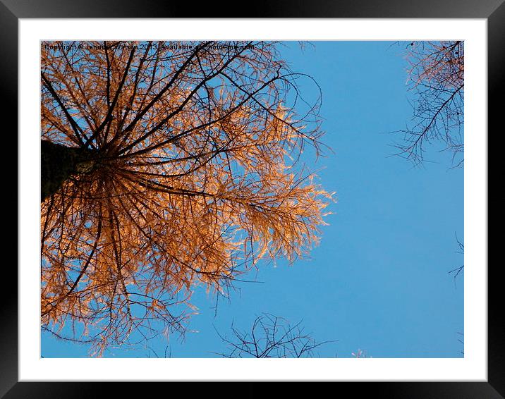 Looking up at Larch Framed Mounted Print by Jennifer Henderson