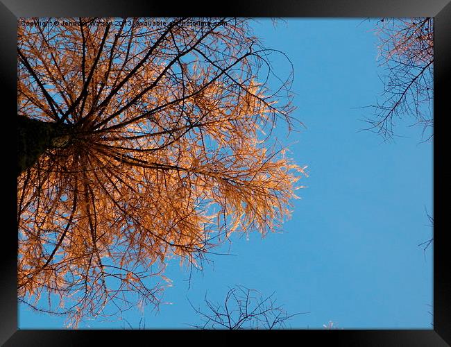 Looking up at Larch Framed Print by Jennifer Henderson