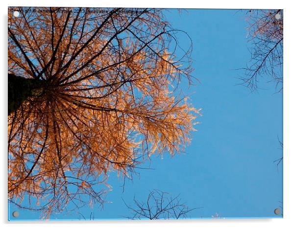 Looking up at Larch Acrylic by Jennifer Henderson