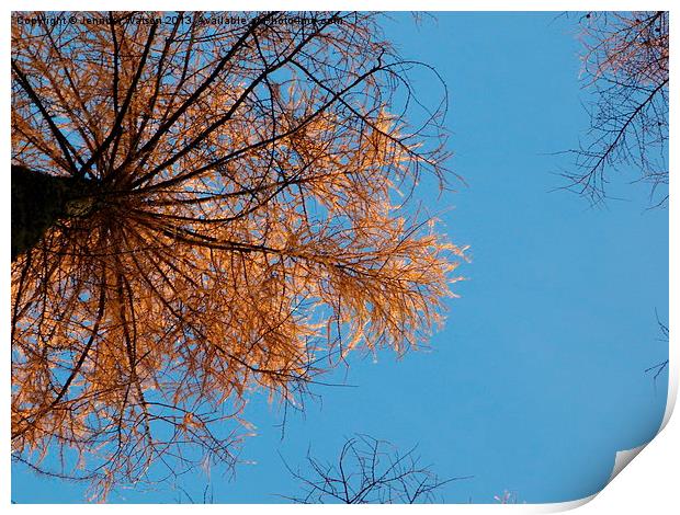 Looking up at Larch Print by Jennifer Henderson