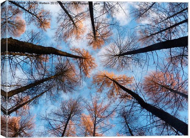 Looking up at Larches Canvas Print by Jennifer Henderson