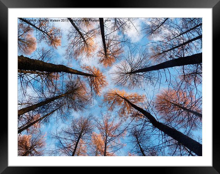 Looking up at Larches Framed Mounted Print by Jennifer Henderson