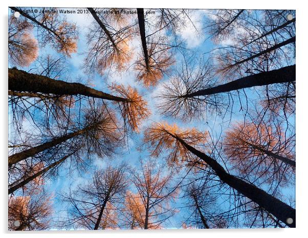 Looking up at Larches Acrylic by Jennifer Henderson