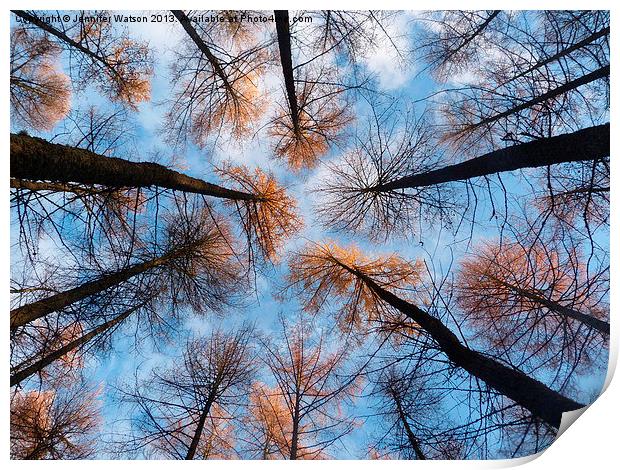 Looking up at Larches Print by Jennifer Henderson