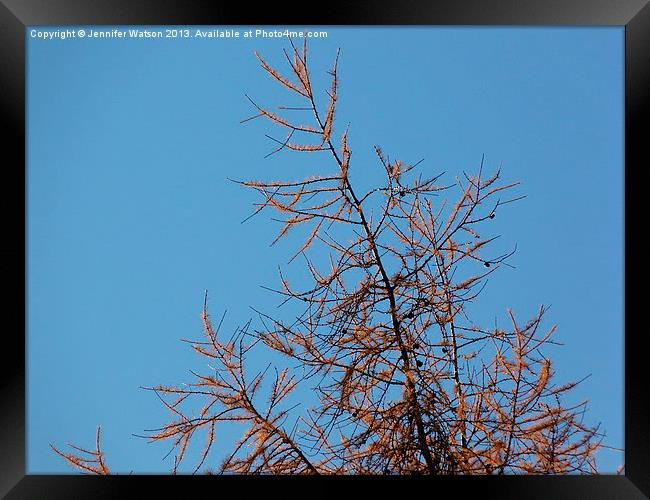 Larch top Framed Print by Jennifer Henderson