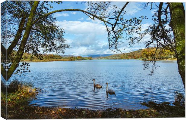 Swans on the shore of Esthwaite Water. Canvas Print by Liam Grant