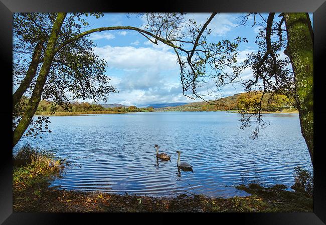 Swans on the shore of Esthwaite Water. Framed Print by Liam Grant