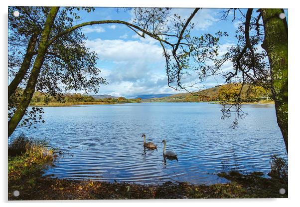 Swans on the shore of Esthwaite Water. Acrylic by Liam Grant