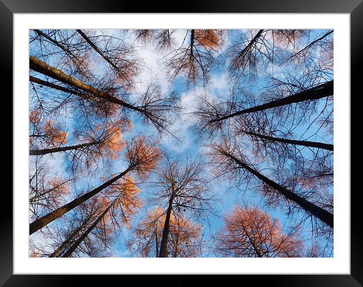 Looking up at Larch 2 Framed Mounted Print by Jennifer Henderson