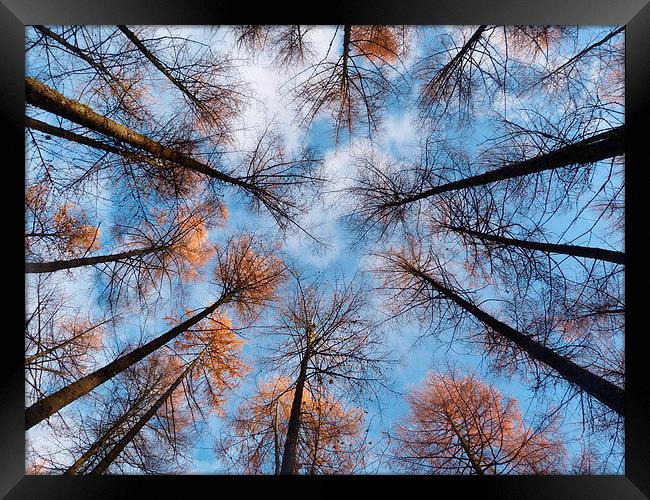 Looking up at Larch 2 Framed Print by Jennifer Henderson