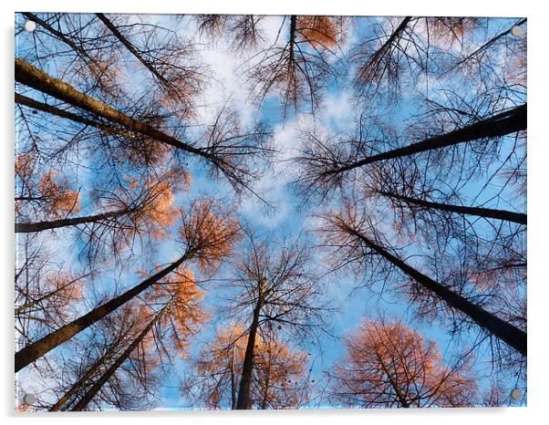 Looking up at Larch 2 Acrylic by Jennifer Henderson